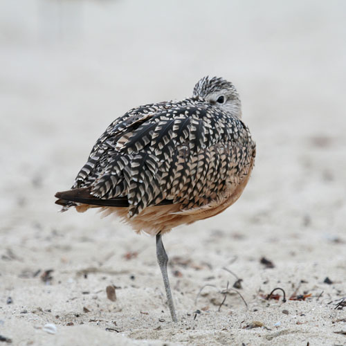 Long-billed Curlew